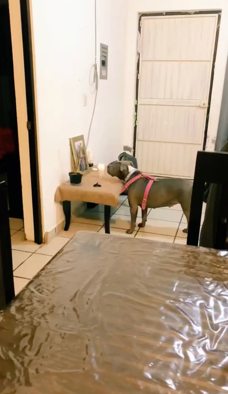 dog standing in the hall waiting for friend