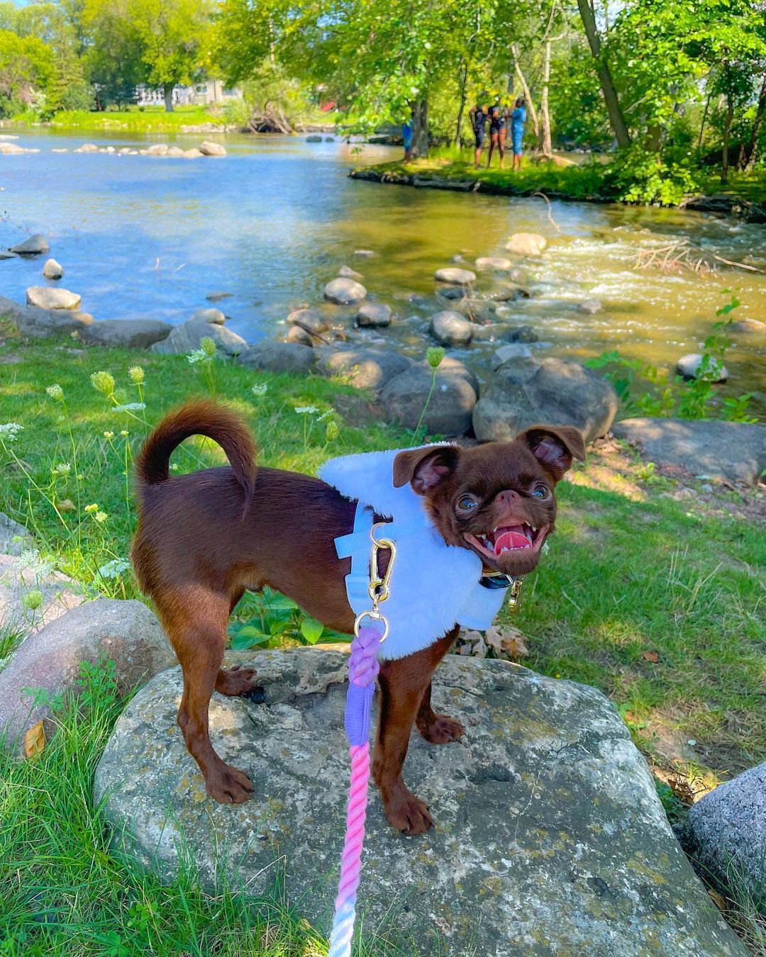 dog standing on a stone