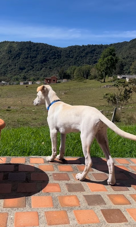 dog standing on a tiles