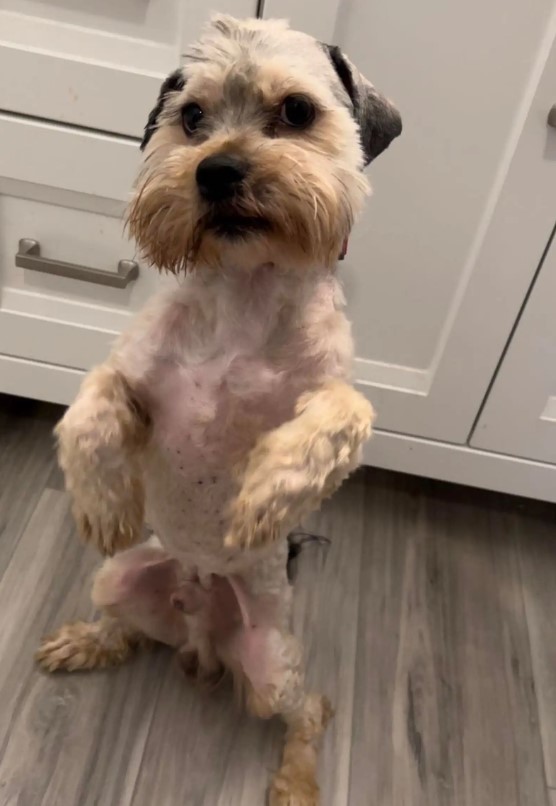 dog standing on back legs