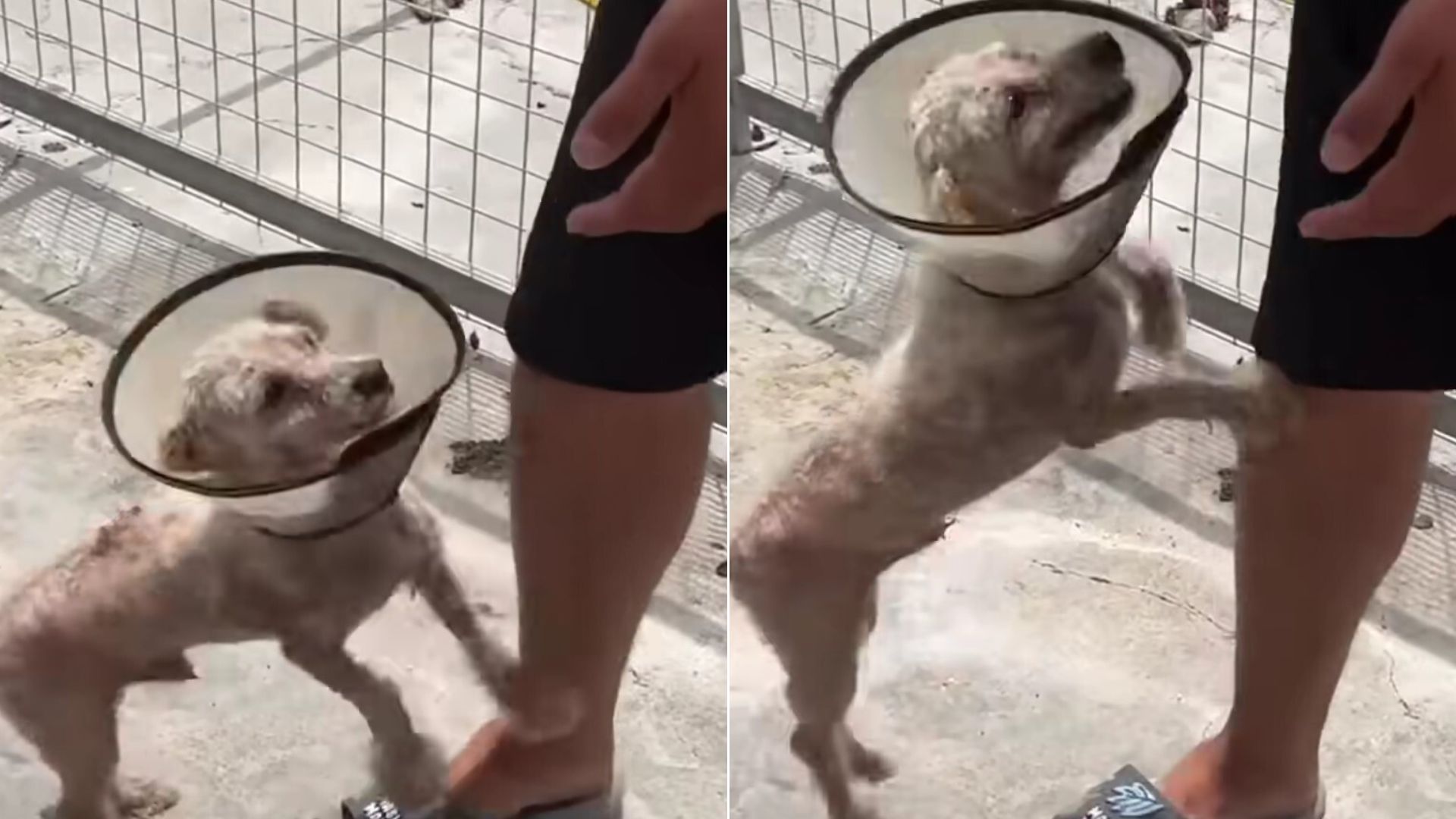 dog wearing a cone standing on back legs