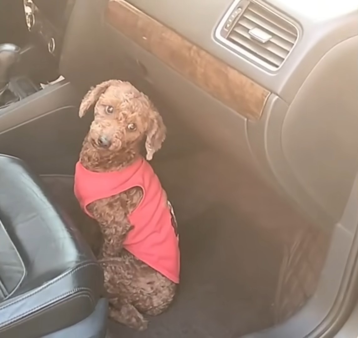 dog wearing a red shirt in a car