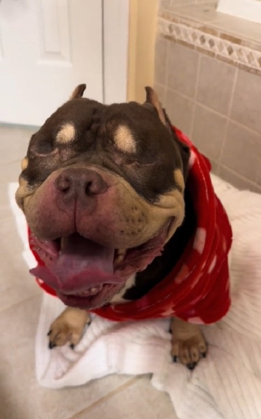 dog wearing a red shirt