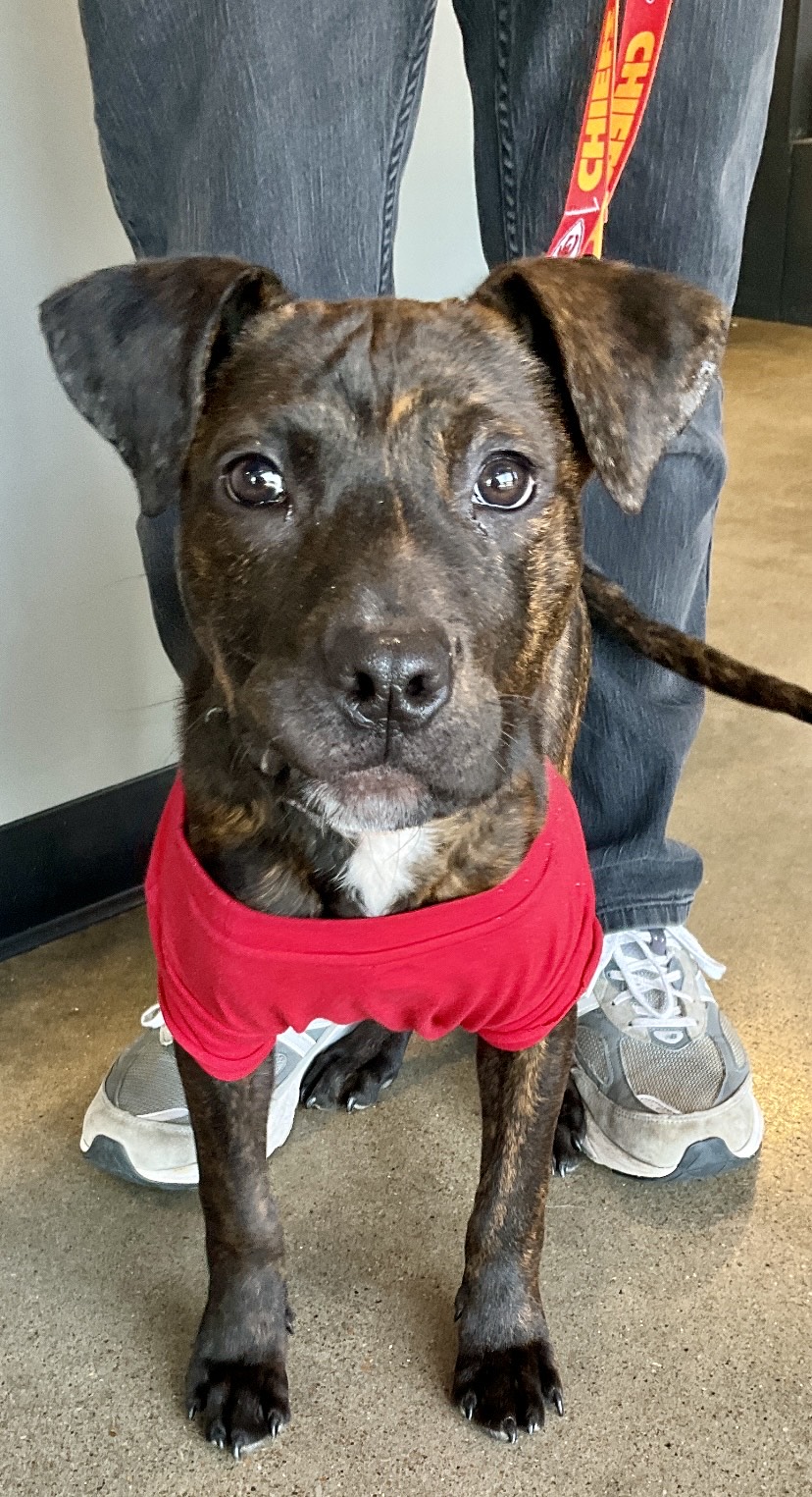 dog wearing red shirt