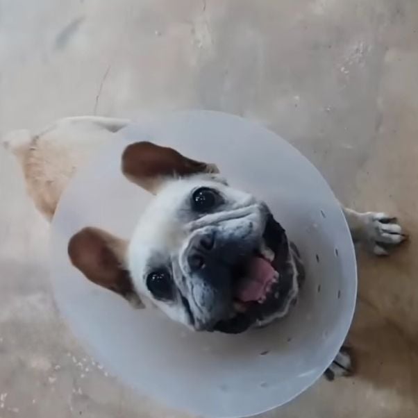 dog with a cone