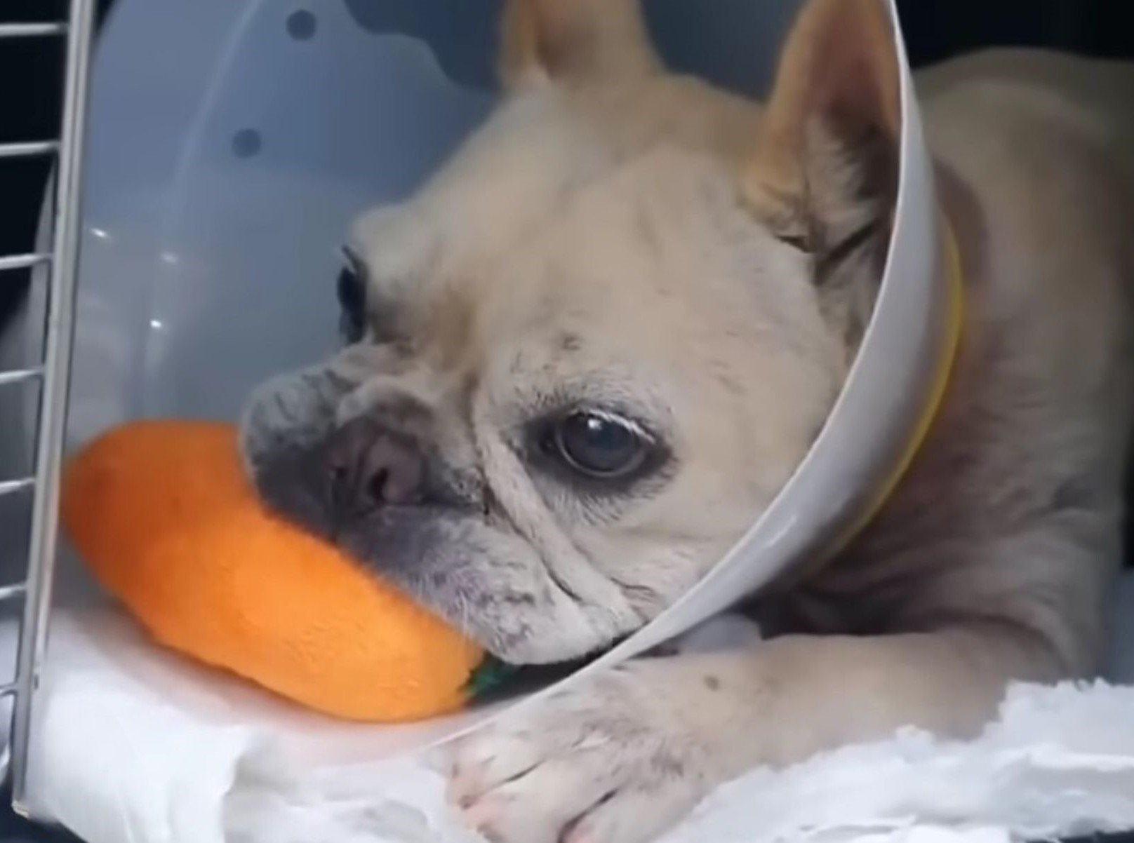 dog with a cone chewing an orange toy