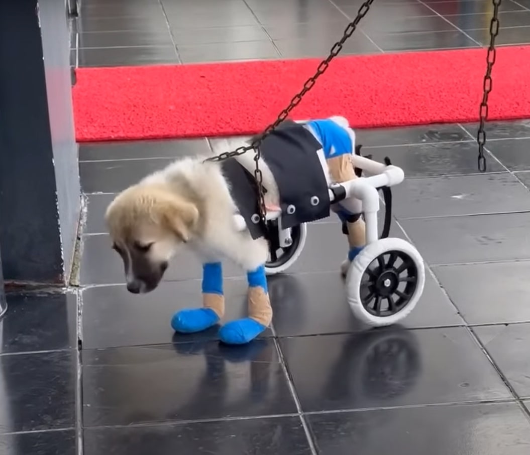 dog with a wheelchair