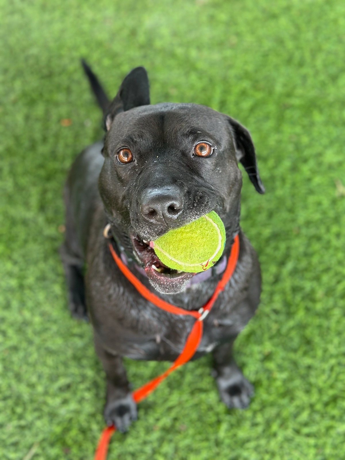 dog with ball in its mouth