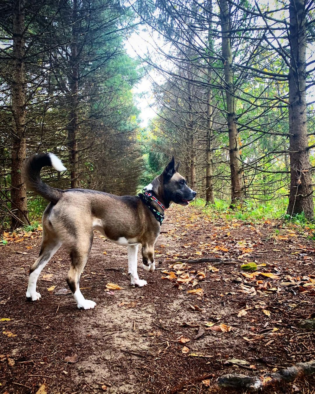 dog with five legs in a forest