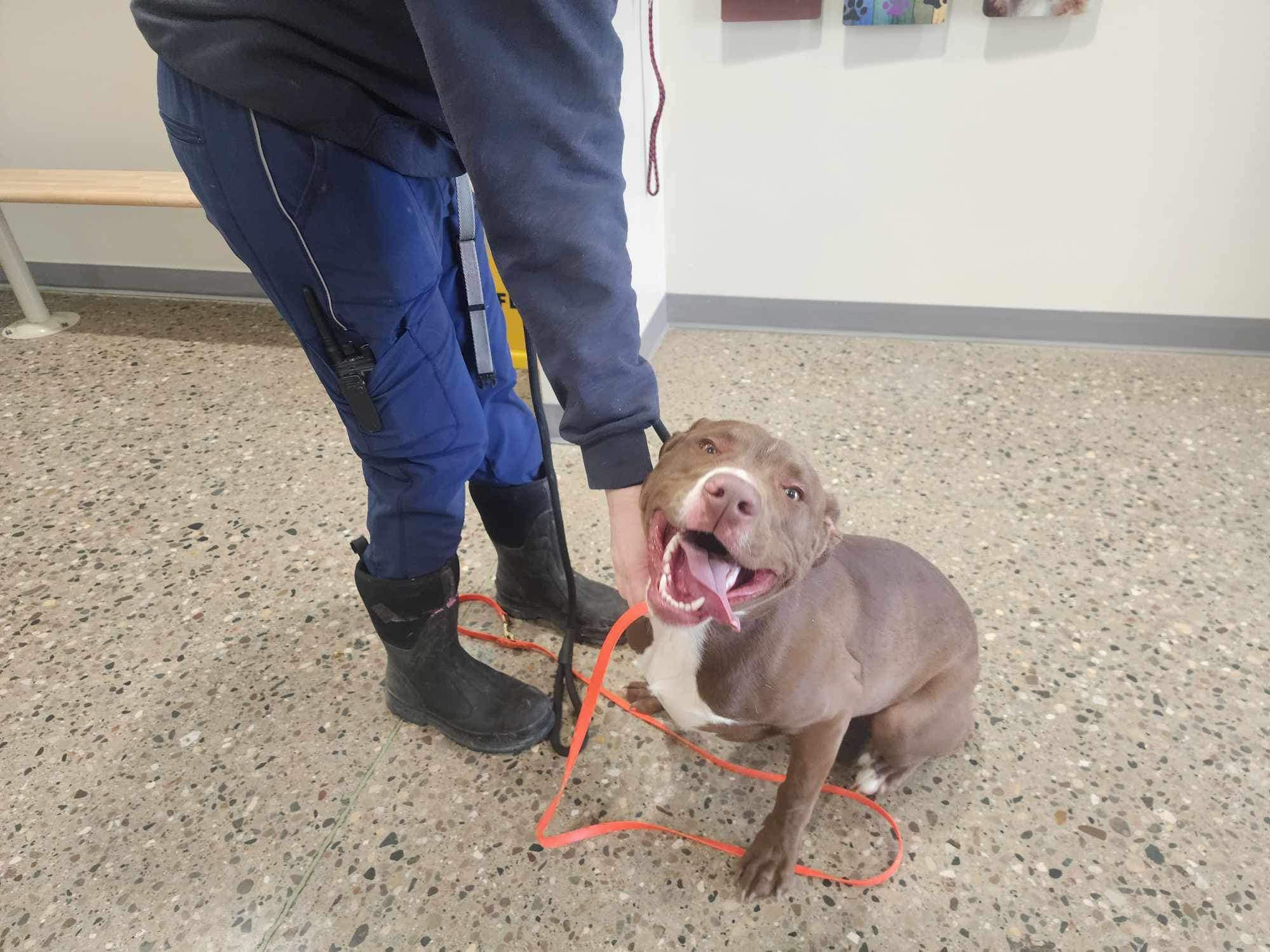 dog with his rescuer