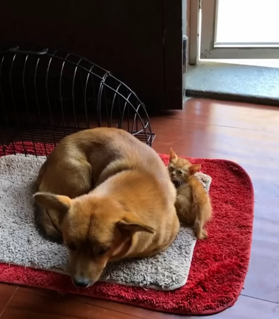 dog with kitten lying
