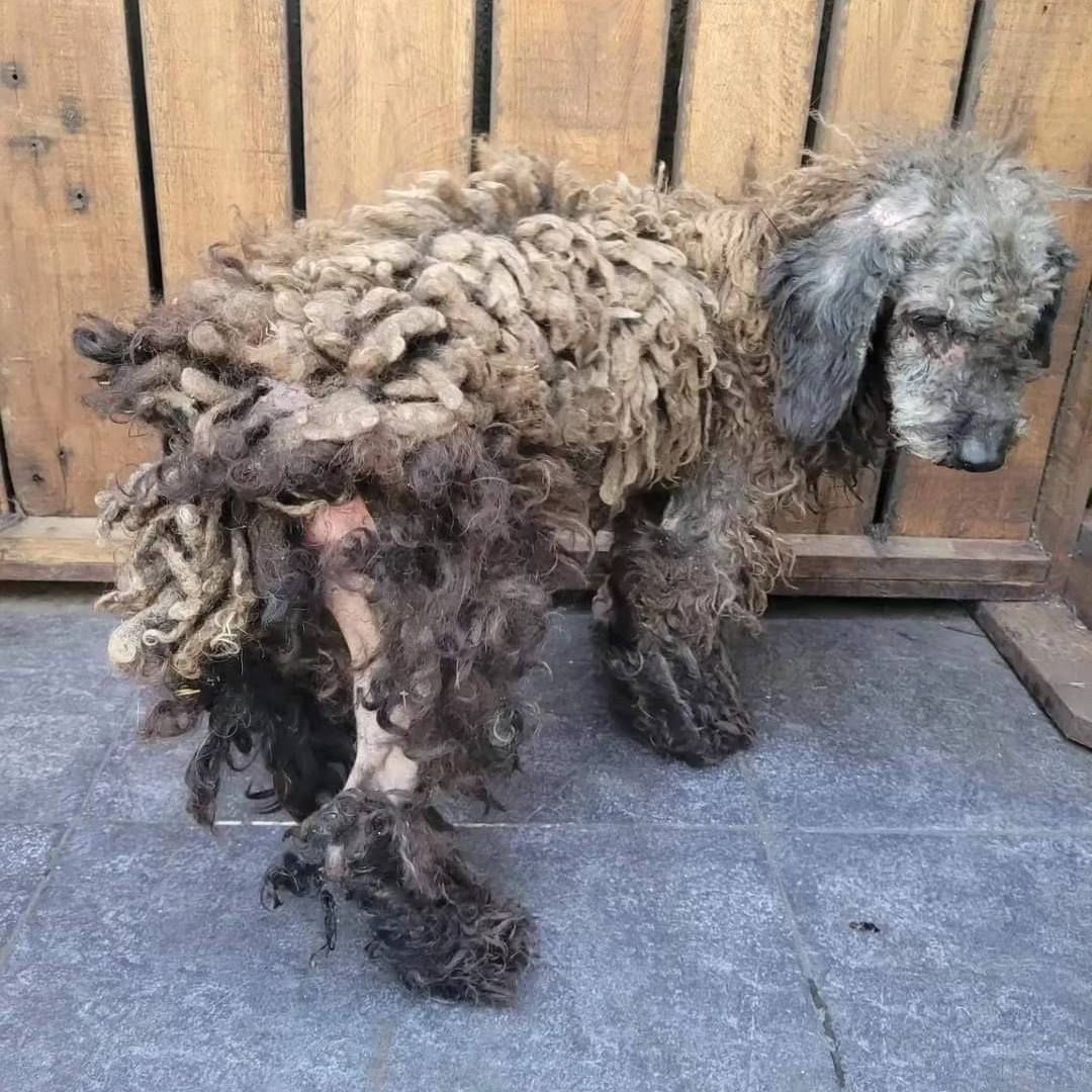 dog with matted fur