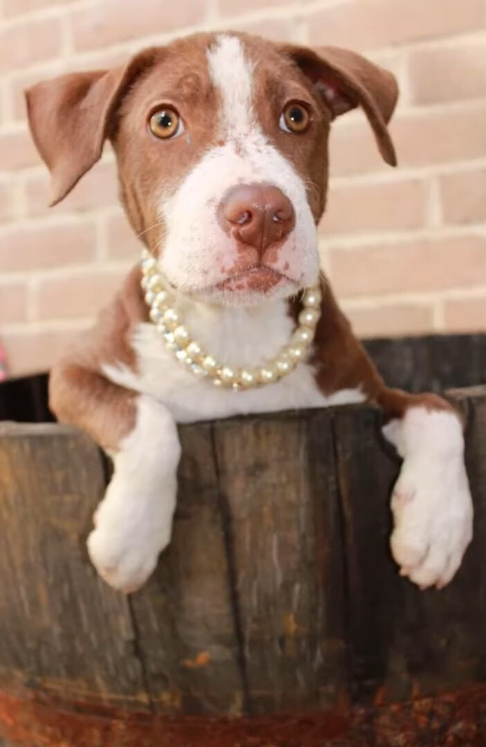 dog with necklace