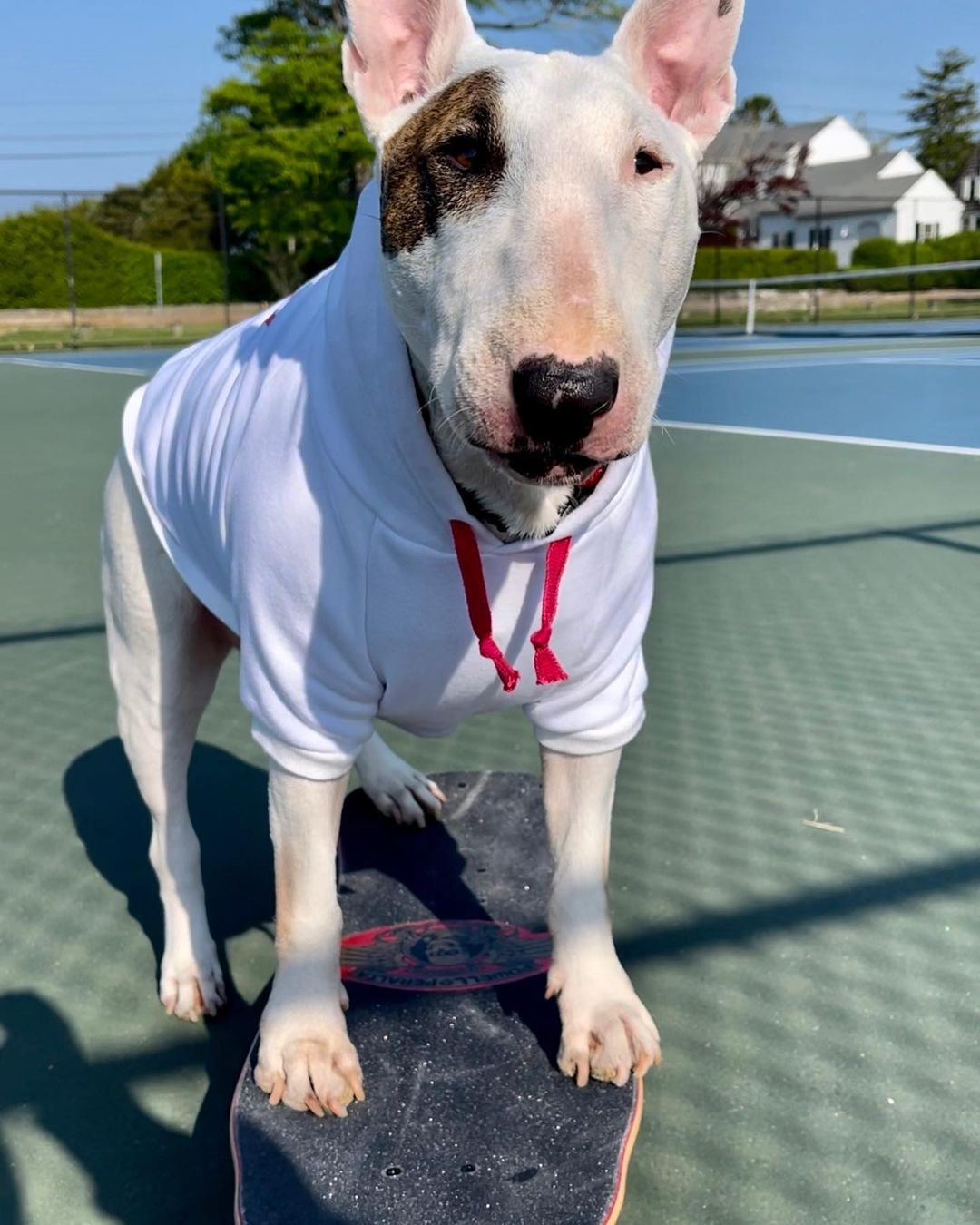 dog with shirt and skateboard