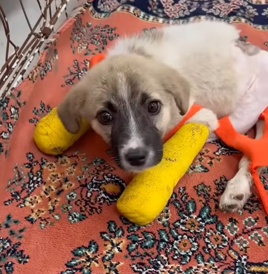 dog with yellow cast on legs