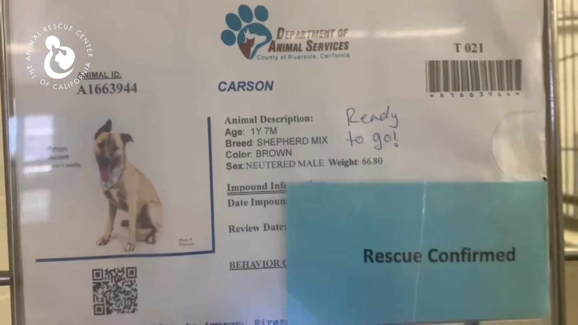 dogs ID