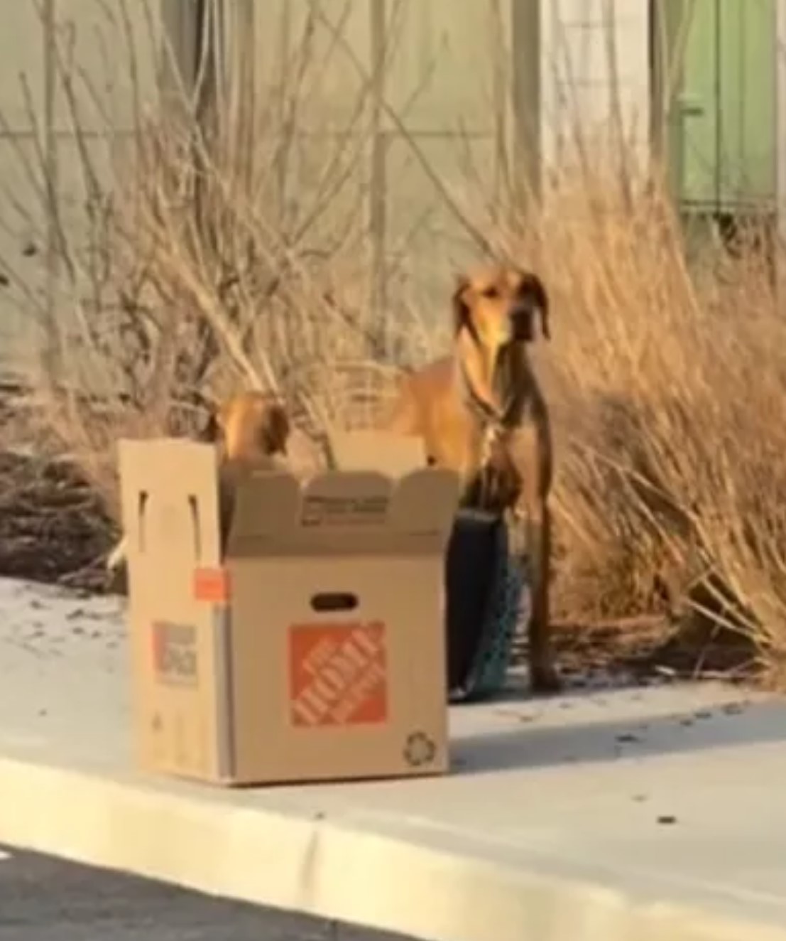 dogs abandoned in box