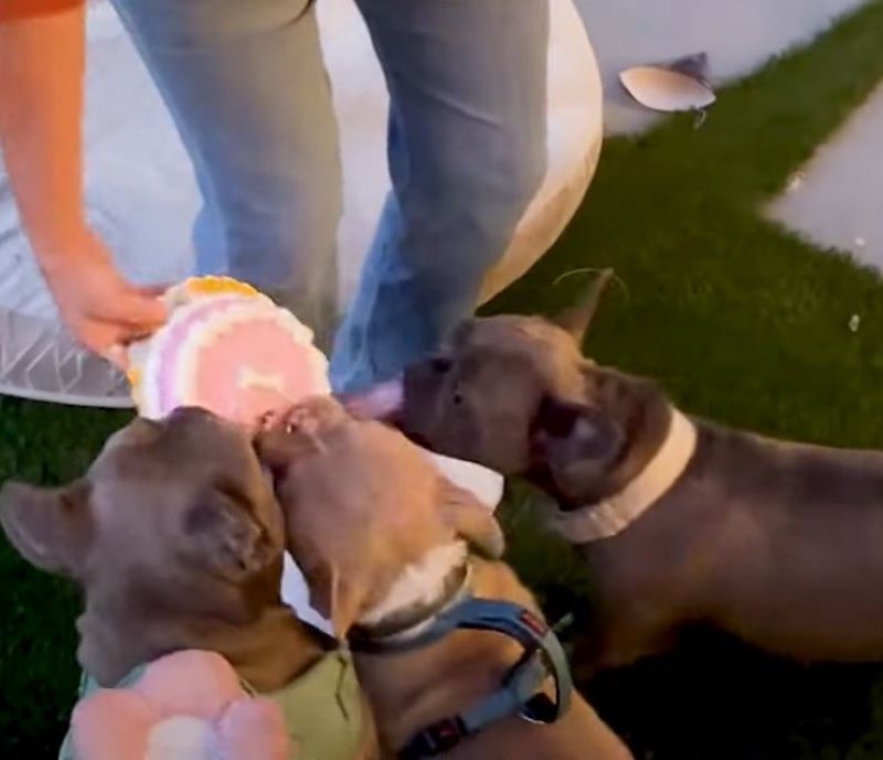 dogs eating mini cake