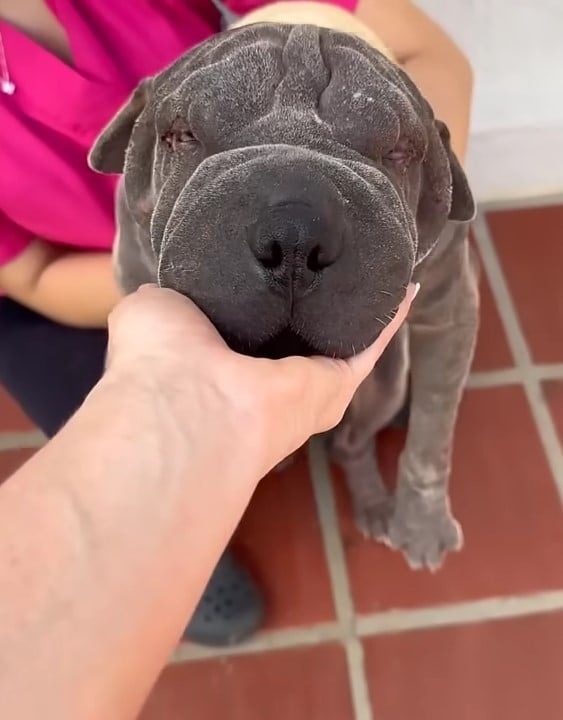 dog's head leaning on hand