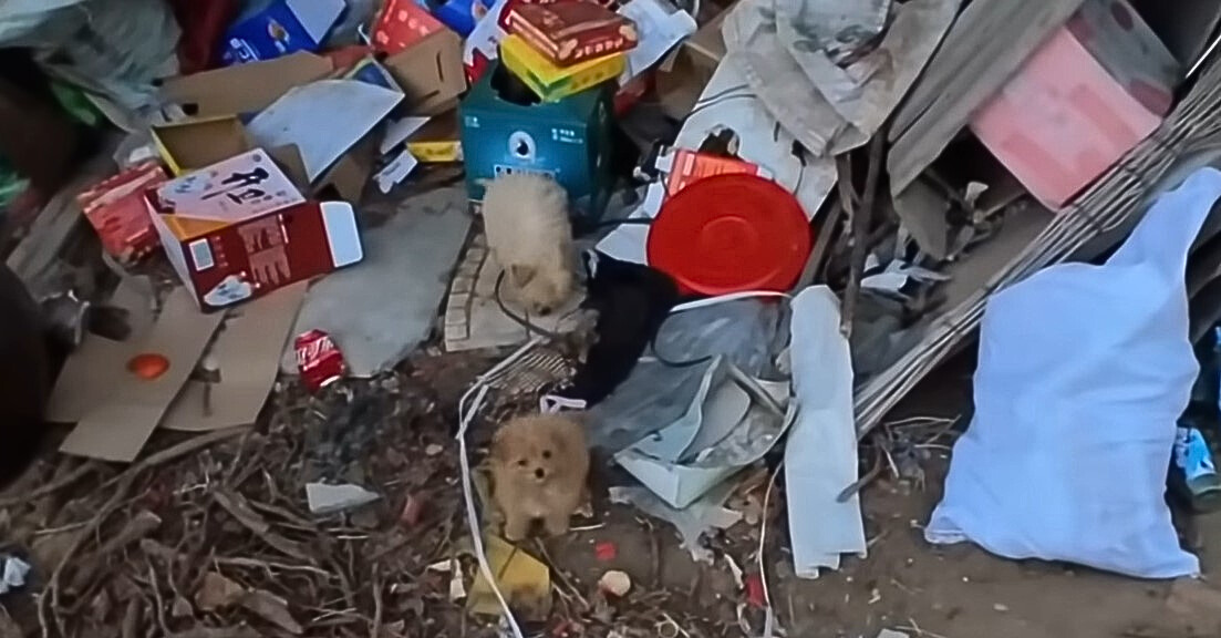 dogs in trash