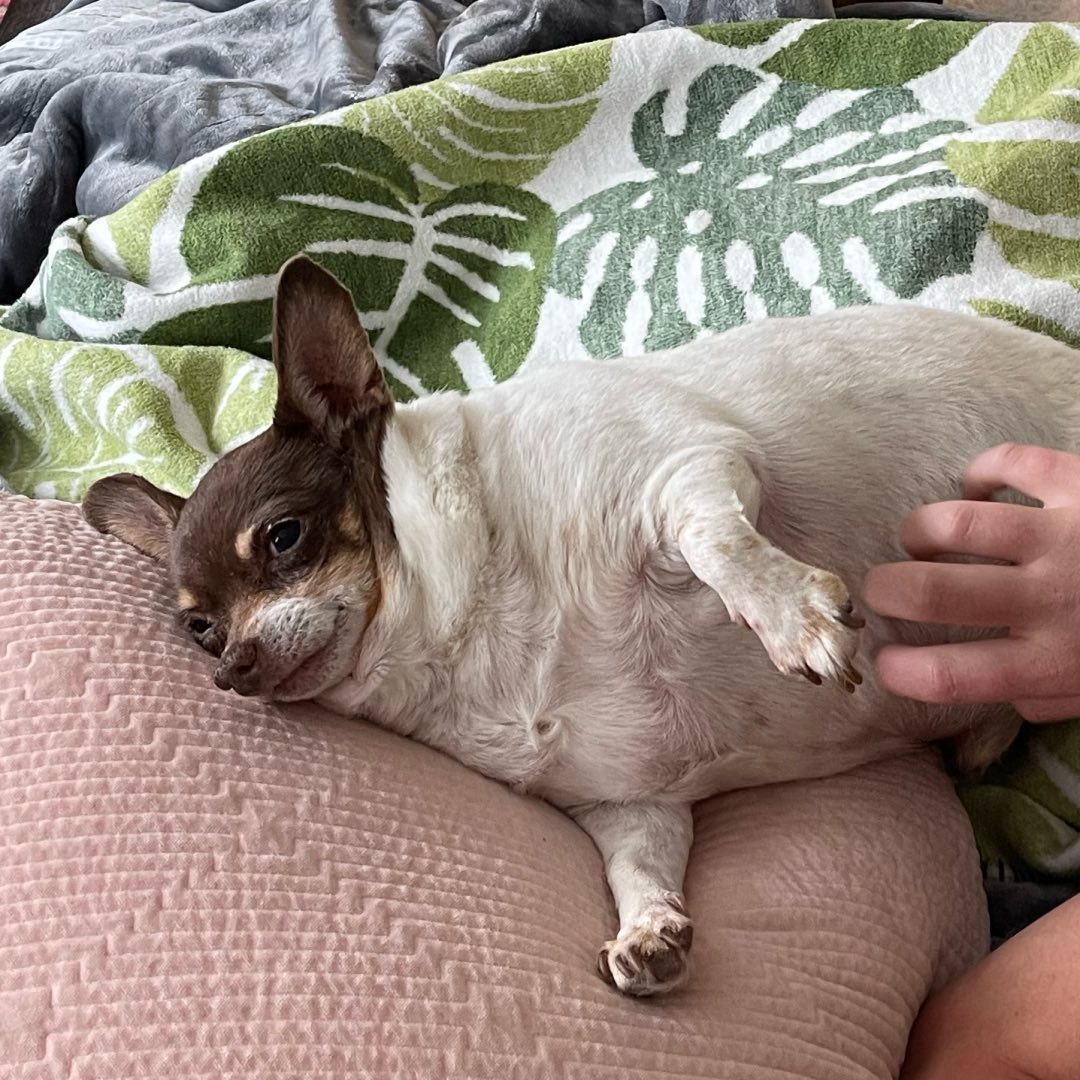 fat chihuahua