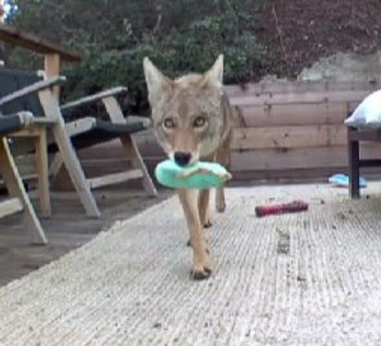 female coyote carrying a toy in mouth