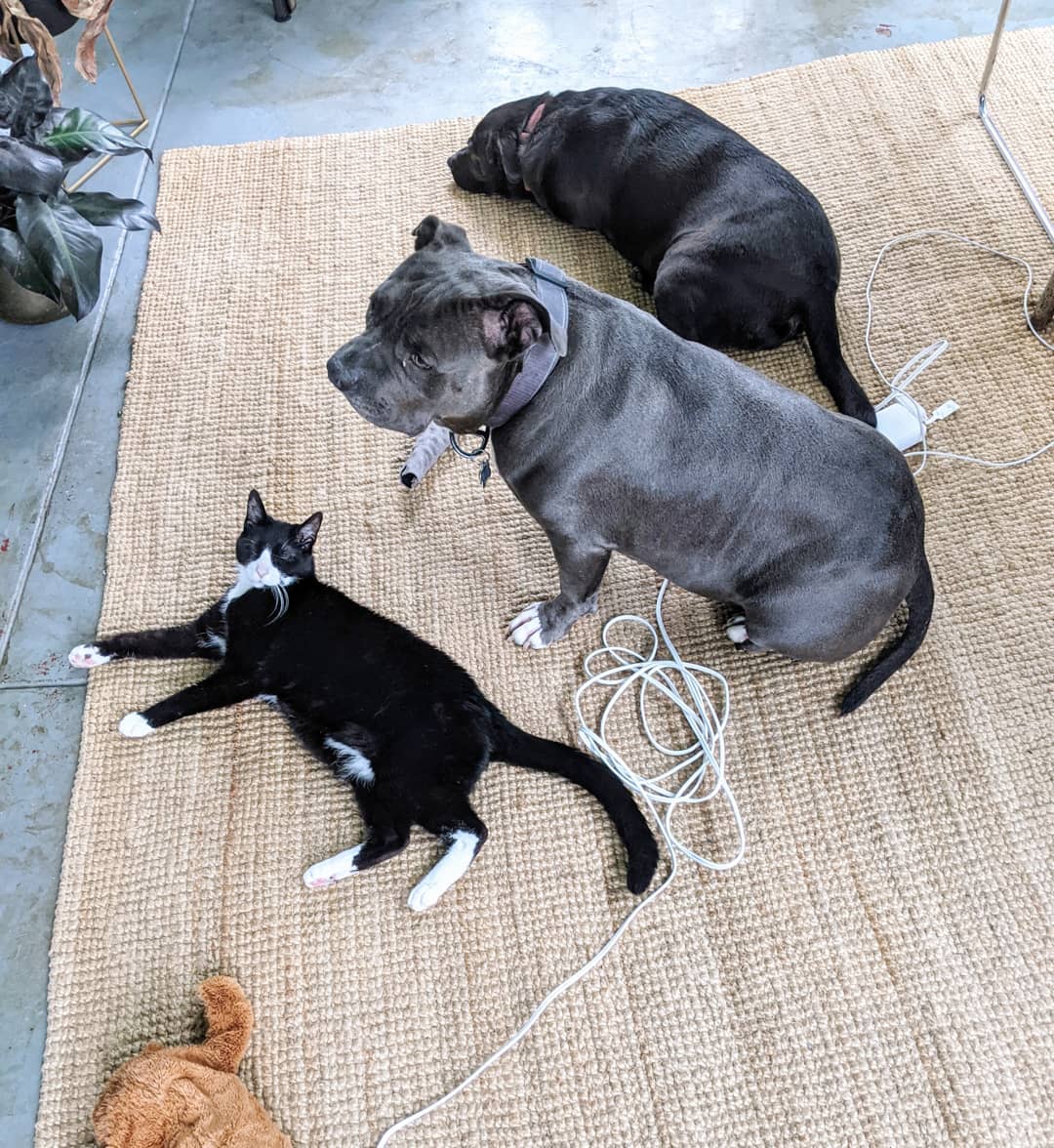 foster dog with cats and other dog at home