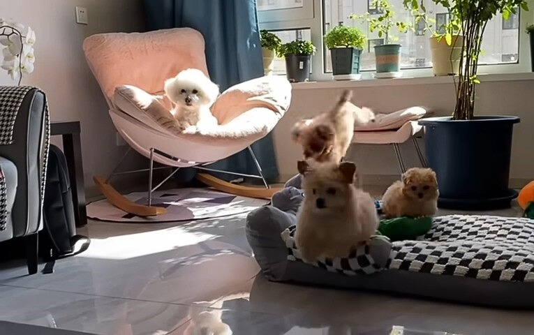 four dogs in room