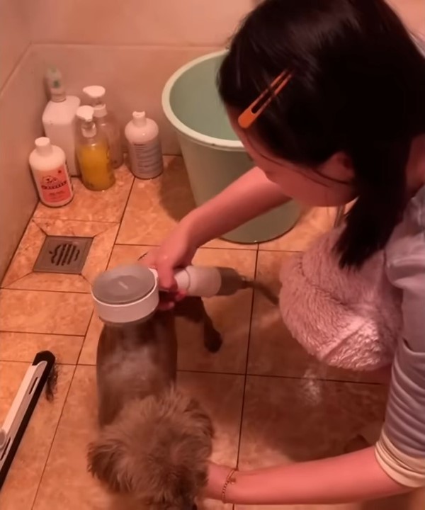 girl drying dog hair