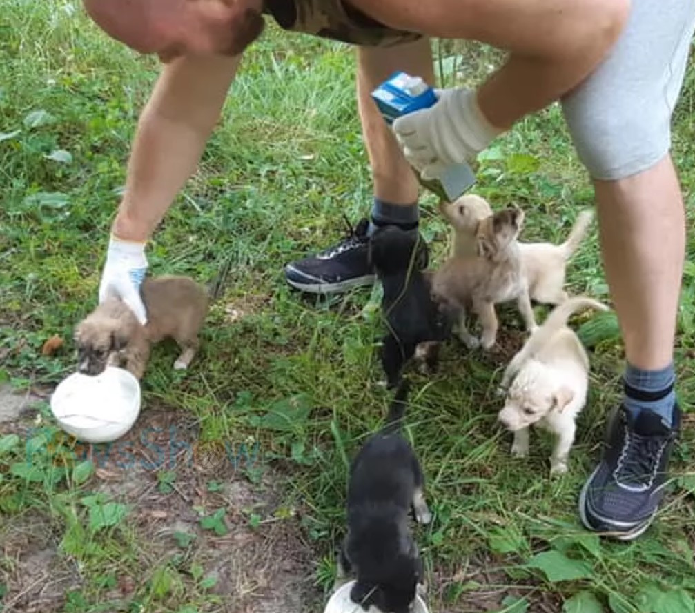 guy feeding puppies