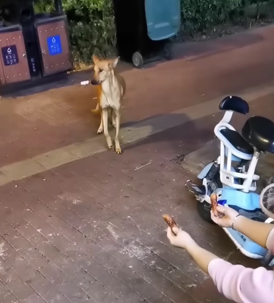 guy feeding stray dog