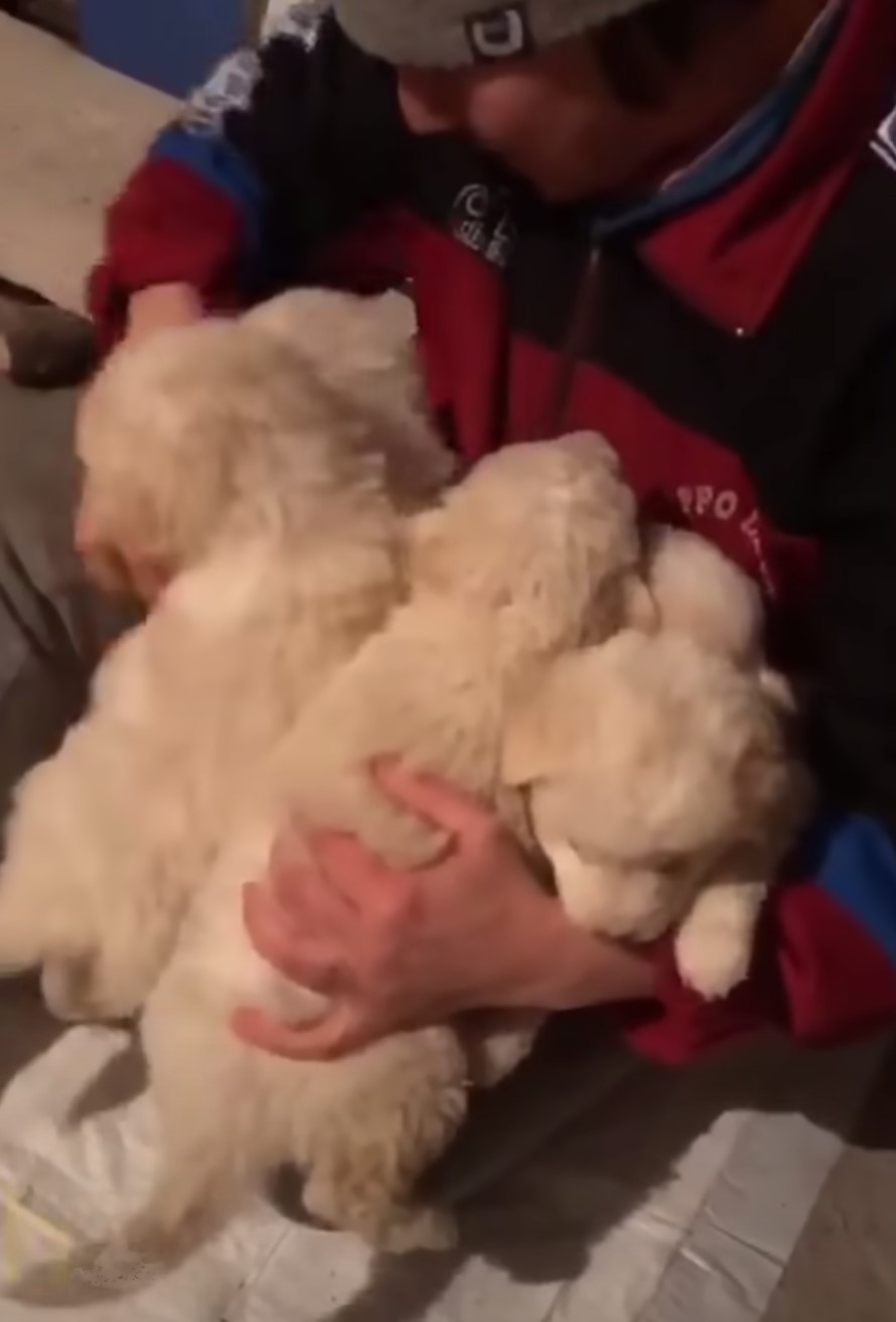 guy holding many puppies