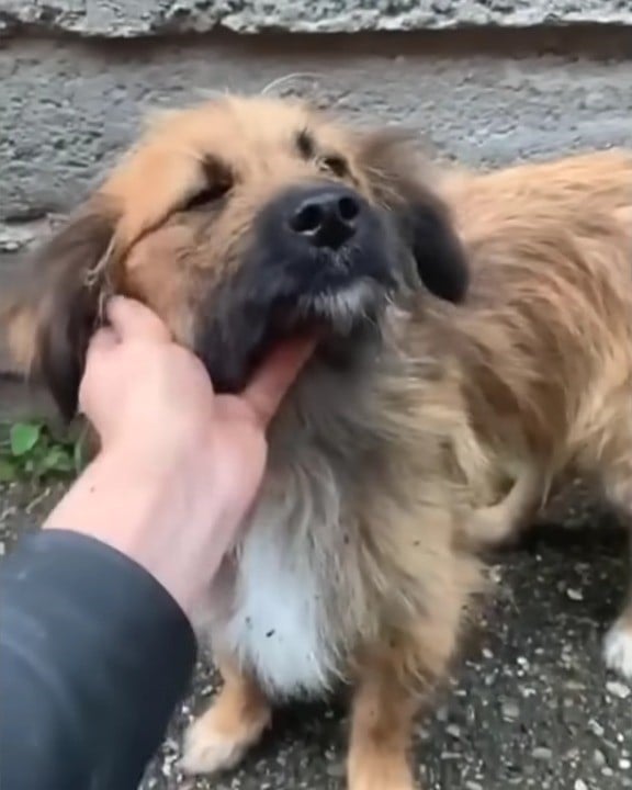 guy petting abandoned brown dog