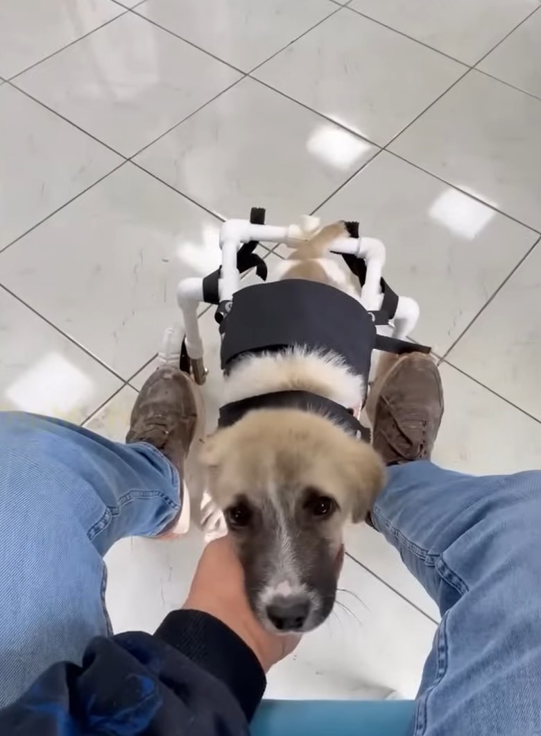 hand holding dog's head
