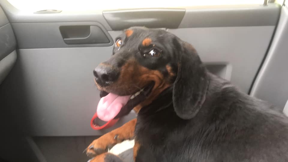 happy black dog in a car