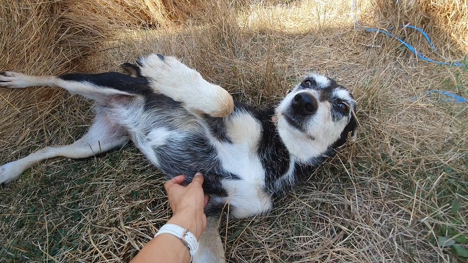 happy dog found by human