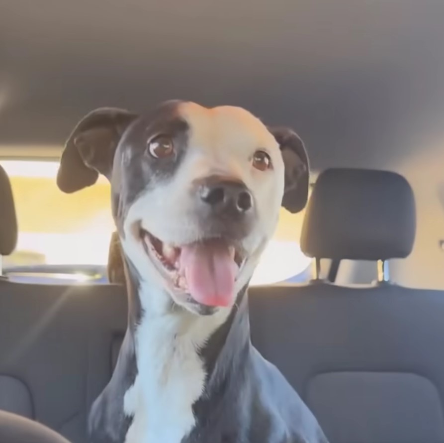 happy dog in the car