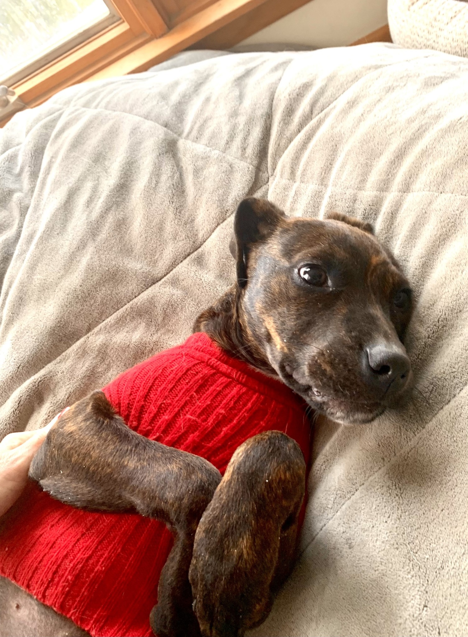happy dog lying in red sweater