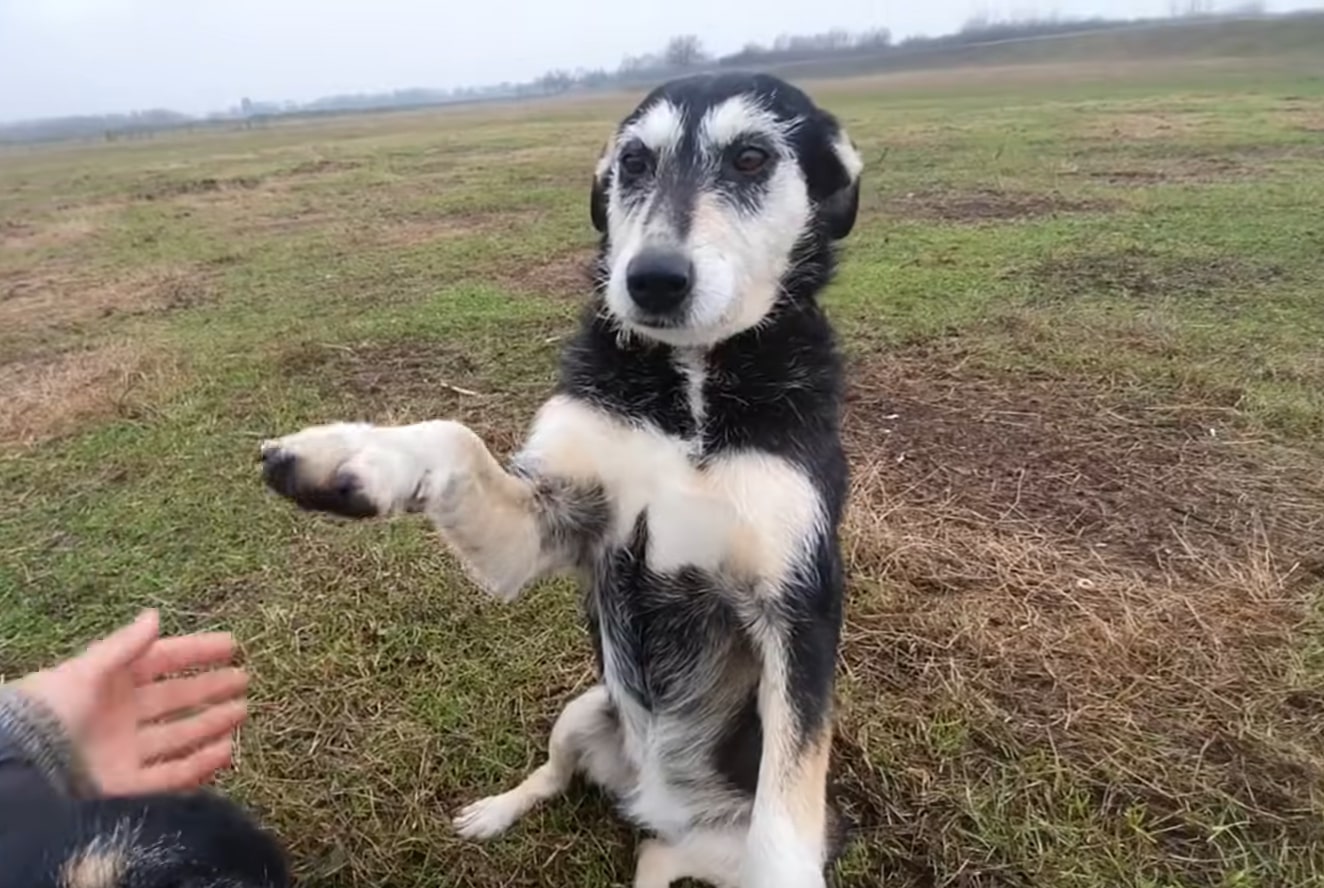 happy dog standing on two legs