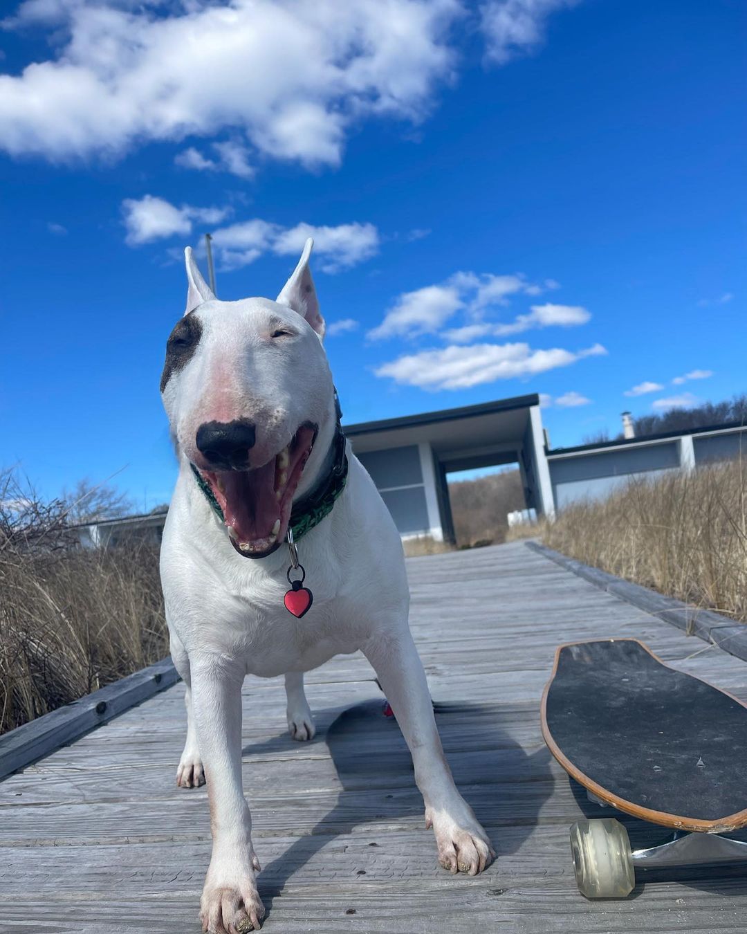 happy dog with skateboard