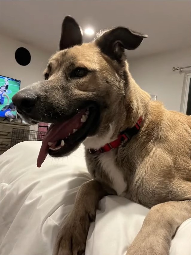 happy dog with tongue out