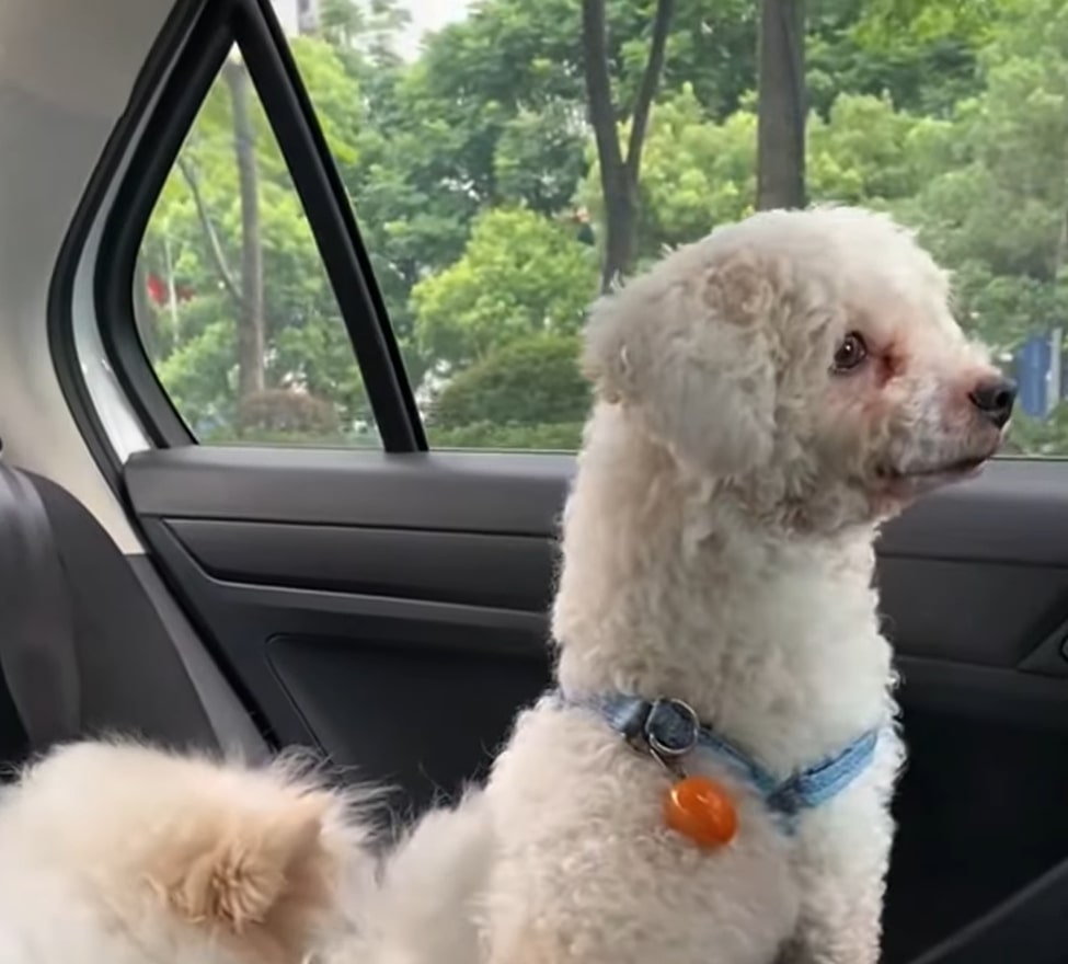 happy dogs in car