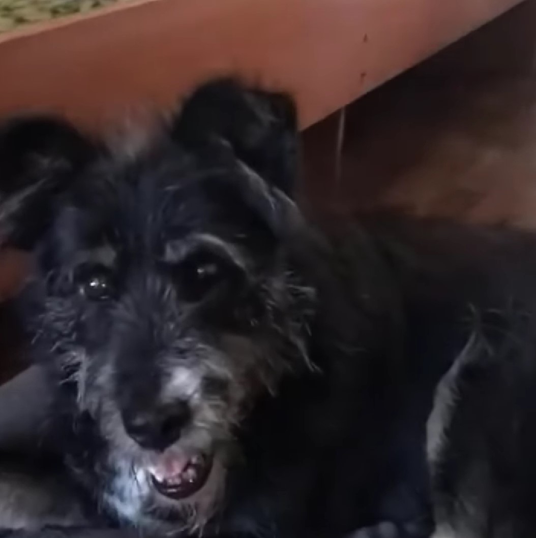 happy old dog