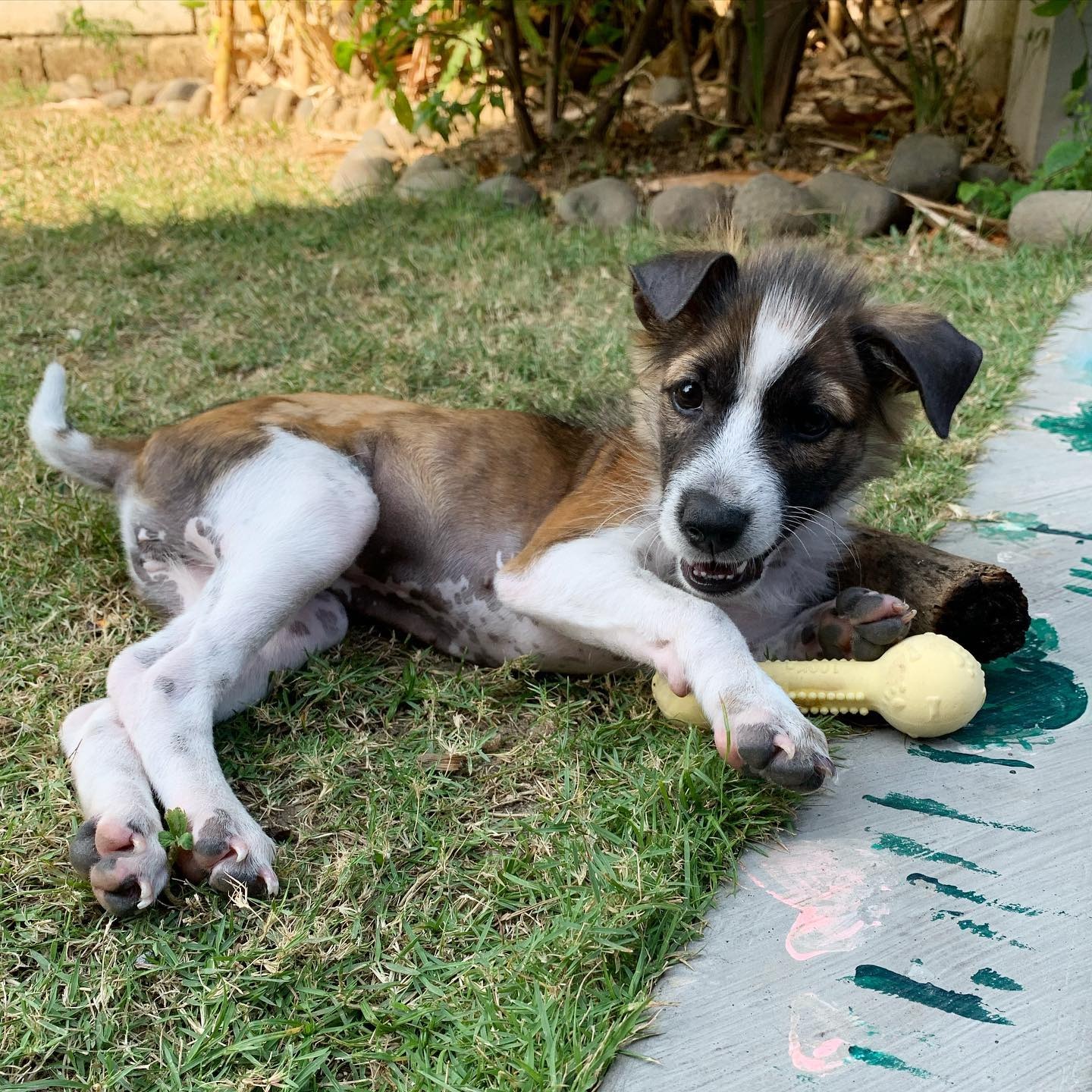 happy puppy playing