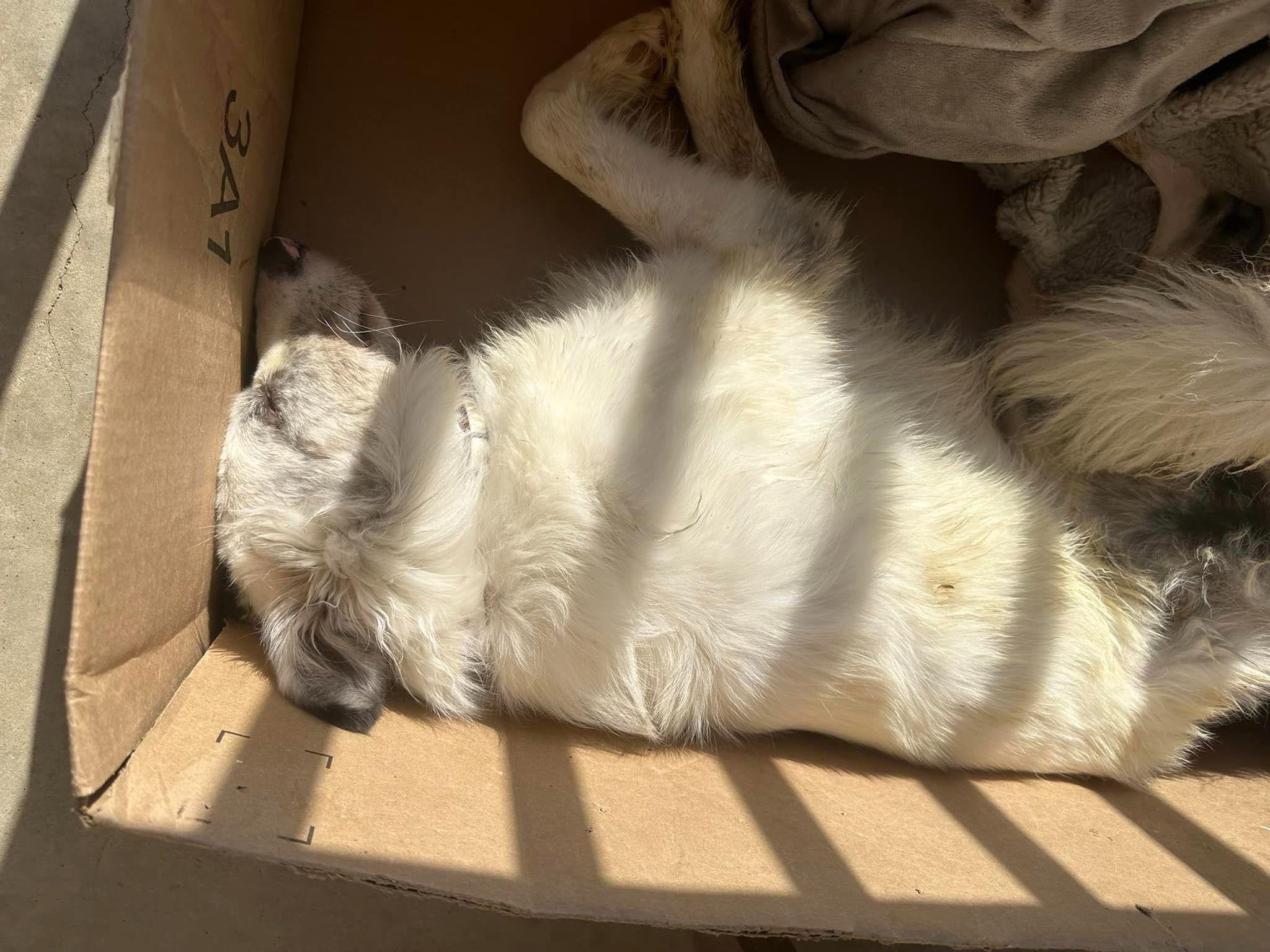 lifeless dog in a box