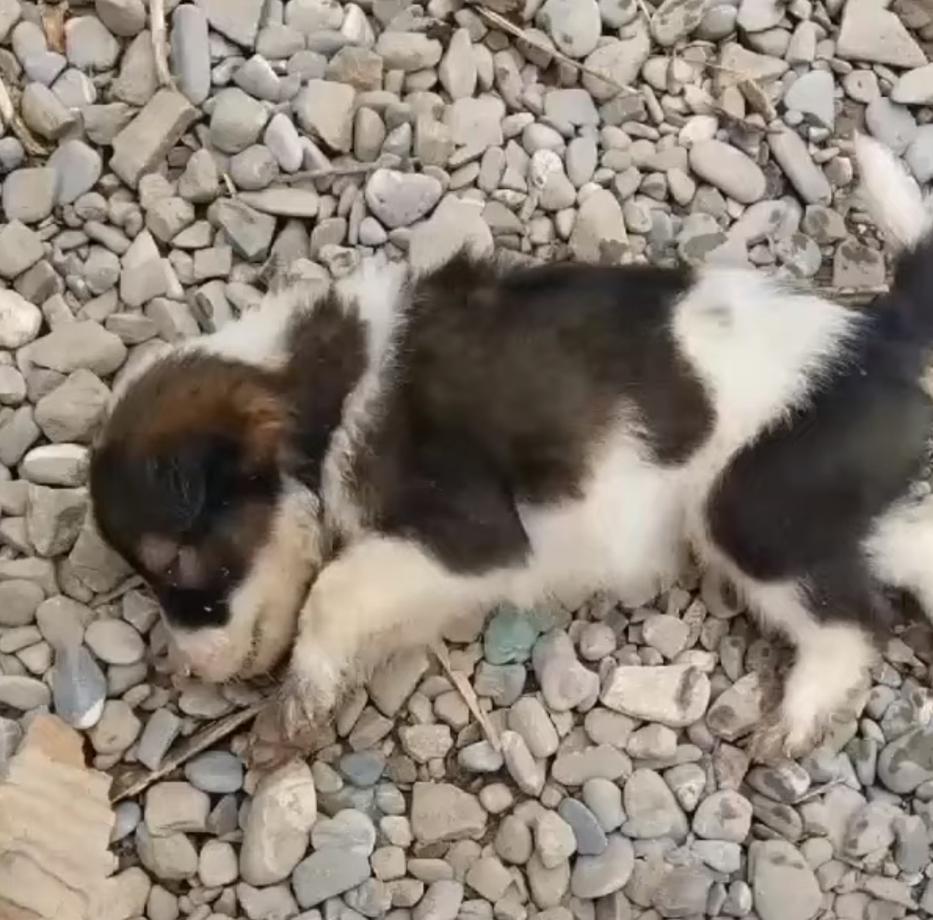 little puppy on rocks