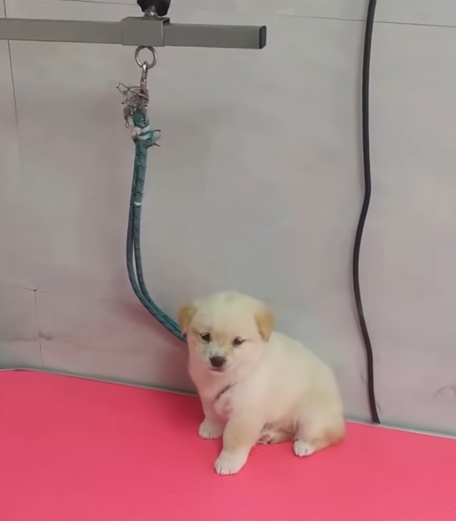 little puppy tied to a bed