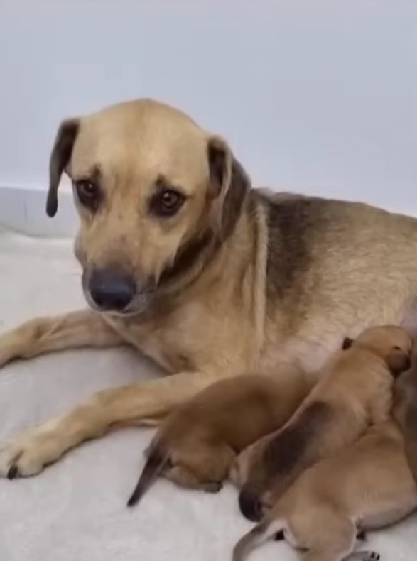 mama dog breastfeeding her puppies