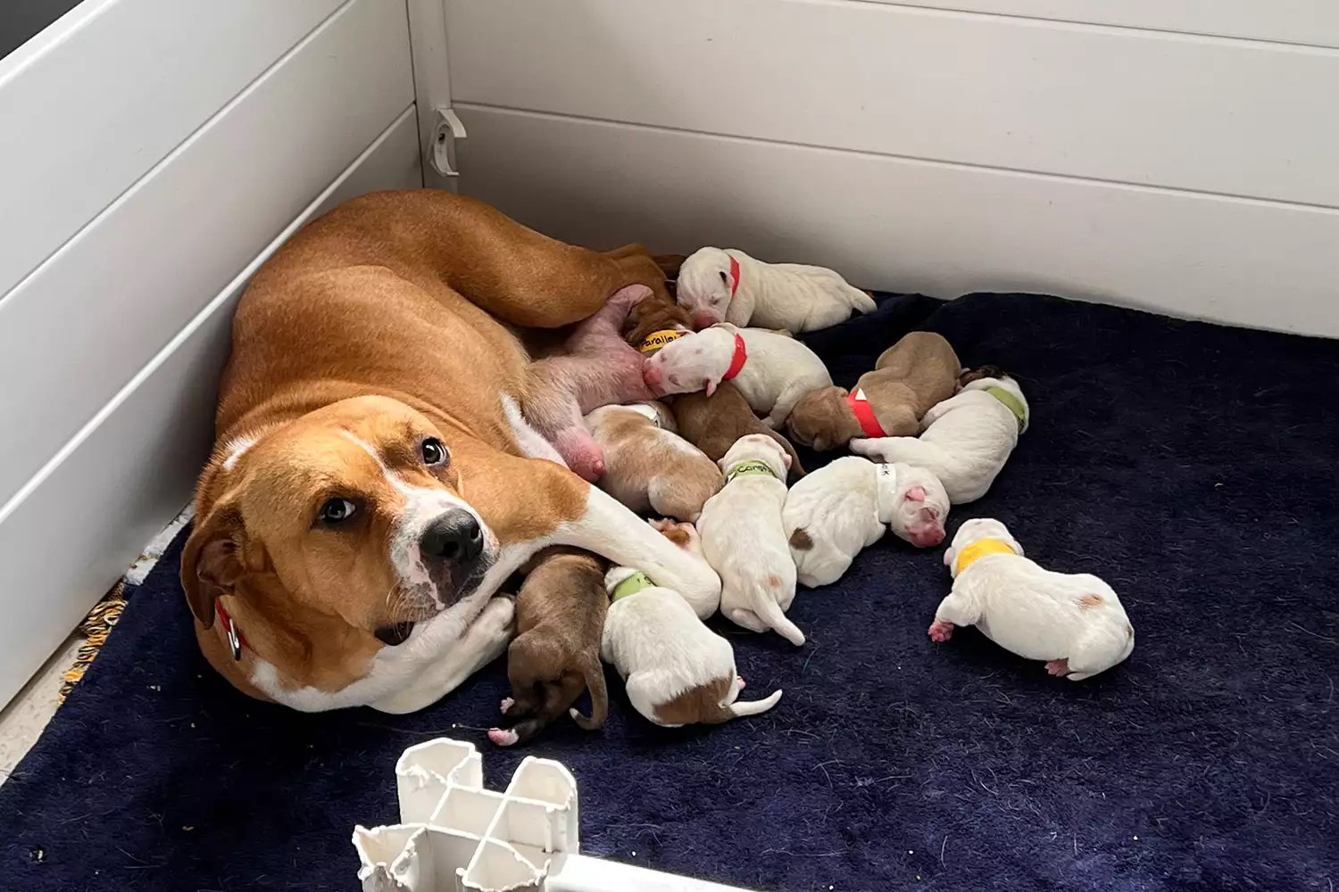 mama dog with lot of puppies