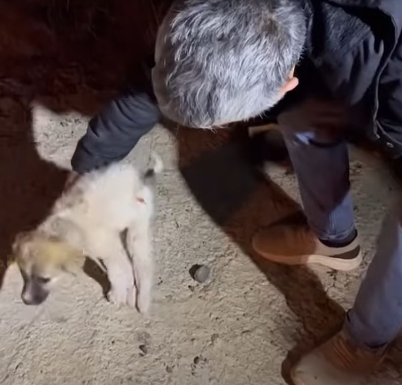 man picking up injured dog